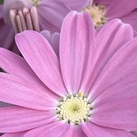 サイネリア,ピンクワールドへ ようこそ,花を通じて愛と平和を,ほら、綺麗な花でしょ！の画像