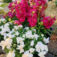 クリスマスローズ,ストック,ビオラ,こぼれ種ビオラの画像