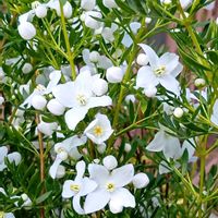 ボロニア,かわいい,可愛い,白い花,癒しの画像