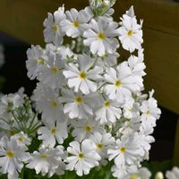 プリムラ マラコイデス,京都府立植物園,素敵な出会いに感謝,胸キュン,気品溢れる美しさの画像