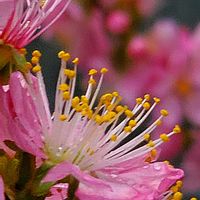 アネモネ,オカメザクラ,ニワウメ,ブルーベリー,リナリアの画像