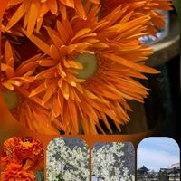 ガーベラ,ボケ,モクレン,モクレン,ユキヤナギの画像