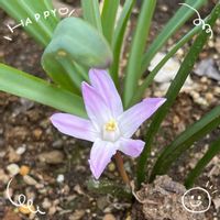 ガーベラ,チオノドクサ,ヒヤシンス,ルピナス,みかんの木の画像