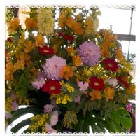 サイネリア,ナデシコ,生花,お花大好き♡,復興祈願の画像