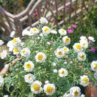 ハナカンザシ,ハナカンザシ,水仙,水仙,水仙の画像