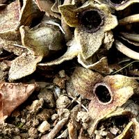 カンアオイ,ダイダイ,阿部橘,万葉植物,万葉の森公園の画像