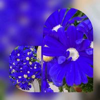 サイネリア,スミレ,チューリップ,パンジー,ソラマメの画像