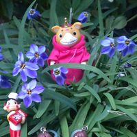 ハナニラ,クリスマスローズ,クリスマスローズ,シュンラン,スノーフレークの画像