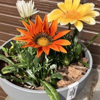 ガザニア,ガーデニングの画像