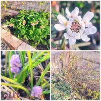 イベリス,クリスマスローズ,ムスカリ,八重咲きクリスマスローズ,イベリス ブライダルブーケの画像