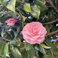 ストック,ヒヤシンス,コーヒーの木 新芽,オトメツバキ(乙女椿),プルメリアの新芽♡の画像