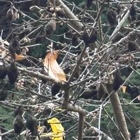 ロウバイの画像