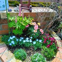 アリッサム,マーガレット,ビオラ,鉢植え,花のある暮らしの画像