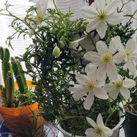 ネモフィラ,花かんざし,クレマチス カルトマニージョー,花のある暮らし,繋がりに感謝✨の画像