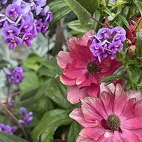 ハーデンベルギア,ラナンキュラスラックス,鉢植え,花のある暮らし,今朝の一枚の画像