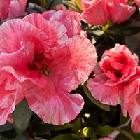 アザレアの画像