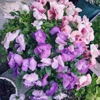 クワ,ラナンキュラス,黒法師,ビオラ,トックリランの画像