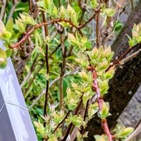 コデマリ,小手毬(コデマリ),コデマリ ピンクアイス,コデマリ ピンクアイスの画像