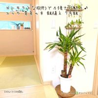 ユッカ,ユッカ,青年の木,青年の木,ユッカエレファンティペスの画像