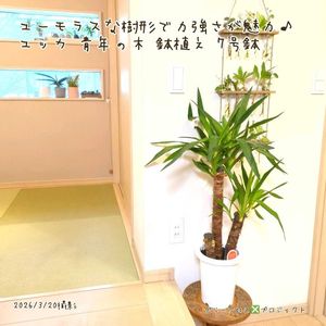 ユッカ,ユッカ,青年の木,青年の木,ユッカエレファンティペスの画像