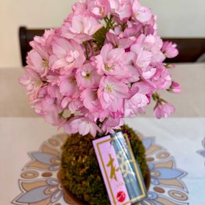 苔玉さくら,苔玉,お花見,リビング・ダイニングの画像