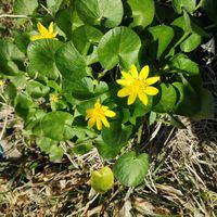 リュウキンカ,花のある暮らしの画像