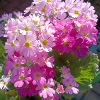 プリムラ マラコイデス,GSに感謝。,お花は癒し,GS皆様ありがとう,はなのある暮らしの画像