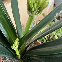 クンシラン,蕾組の子,階段上の画像