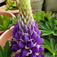 ルピナス,ルピナス,我が家のお花,庭の画像