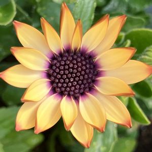 ビタミンカラー,#ガーデニング,エクステリアの画像