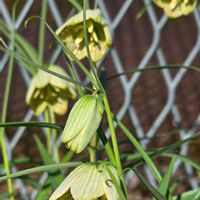 ユリ,バイモユリ,貝母百合,バイモユリ ( 貝母百合),季節の花の画像