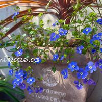 コルジリネ,ベロニカ・オックスフォードブルー,コルジリネ レッドスター,寄せ植え,放置栽培の画像