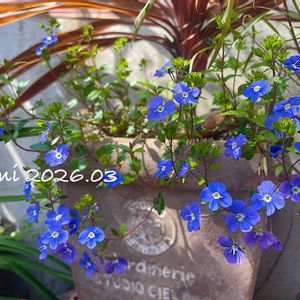 コルジリネ,ベロニカ・オックスフォードブルー,コルジリネ レッドスター,寄せ植え,放置栽培の画像