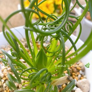 アルブカ スピラリス フリズルシズル,クルクル,多肉花芽の画像