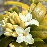 ジンチョウゲ,ユキヤナギ,シロバナジンチョウゲの画像