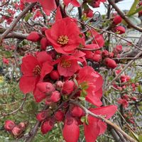 アネモネ,シラー,ボケ,福寿草の画像