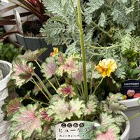 ヒューケラ,お花,花のある暮らし,ハルディン,花好きさんと繋がりたいの画像