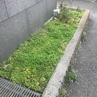 クローバー,シクラメン,バラ,薔薇,タピアンの画像