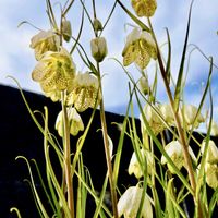 バイモ,山野草,ビタミンカラー,個性的,꒰ღ˘◡˘ற꒱かわゅ~の画像
