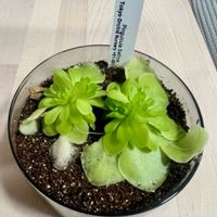 ムシトリスミレ,食虫植物の画像