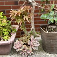 ヤマモミジ,まめ盆栽セット,多肉植物,観葉植物,寄せ植え大好きの画像