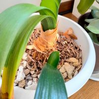 クンシラン,椎茸の画像