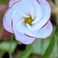 オキザリスの画像