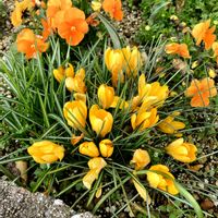 キンセンカ,クロッカス,ビオラ,散歩にて,オステオ スペルマムの画像