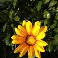 ガザニアの画像