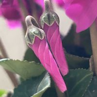 シクラメン,ガーデンシクラメン,観葉植物,プランター,ベランダの画像