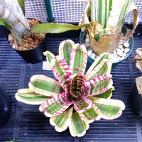 ネオレゲリア ワイルドラビット,ネオレゲリア,タンクブロメリア,新潟県の画像