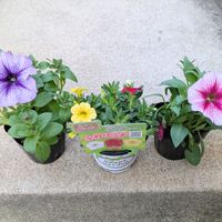 ペチュニア,ペチュニア,カリブラコア ふわリッチの画像