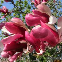 シモクレン,寄り道散歩の画像