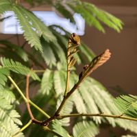 エバー・フレッシュ,エバー・フレッシュ,エバー・フレッシュ,エバー・フレッシュ,エバー・フレッシュの画像